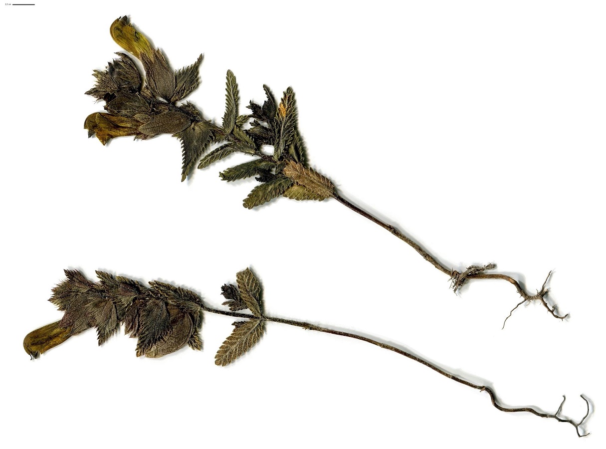 Rhinanthus pumilus (Orobanchaceae)